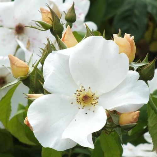 E-commerce, vendita, rose, in, vaso rose arbustive - bianco - Rosa Sally Holmes™ - rosa dal profumo discreto - Robert A. Holmes - ,-